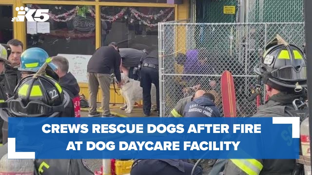 Crews rescue dogs after fire at Seattle dog daycare facility Seattle